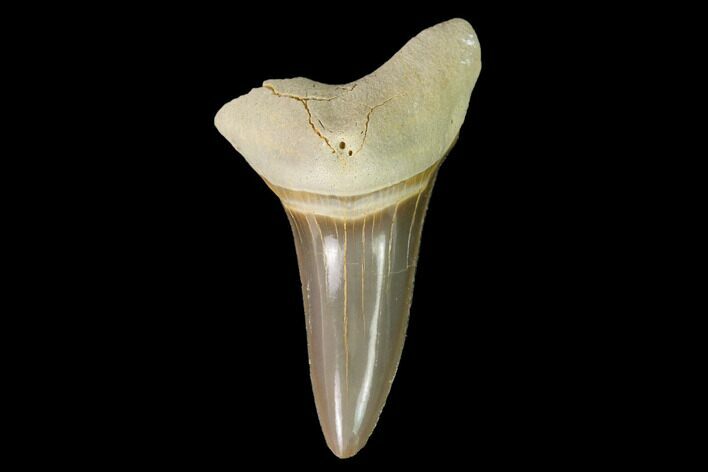 Bargain, Fossil Shark (Cretoxyrhina) Tooth - Kansas #142956